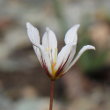 Blütenfoto Lloydia serotina