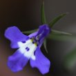 Portraitfoto Lobelia erinus