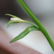 Blätterfoto Lobelia erinus