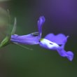 Blütenfoto Lobelia erinus
