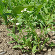 Habitusfoto Lobularia maritima