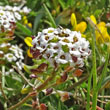 Portraitfoto Lobularia maritima