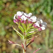 Blütenfoto Lobularia maritima