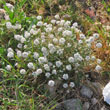 Habitusfoto Lobularia maritima