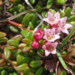 Portraitfoto Loiseleuria procumbens