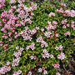 Habitusfoto Loiseleuria procumbens