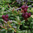 Fruchtfoto Loiseleuria procumbens