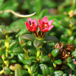 Habitusfoto Loiseleuria procumbens