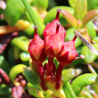 Fruchtfoto Loiseleuria procumbens