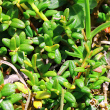 Blätterfoto Loiseleuria procumbens