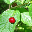 Fruchtfoto Lonicera alpigena