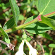 Stängel-/Stammfoto Lonicera caerulea