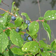 Fruchtfoto Lonicera caerulea