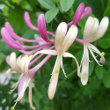 Portraitfoto Lonicera caprifolium