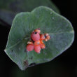 Fruchtfoto Lonicera caprifolium