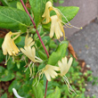 Blütenfoto Lonicera japonica