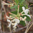Portraitfoto Lonicera periclymenum