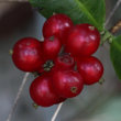 Fruchtfoto Lonicera periclymenum
