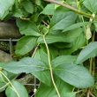 Blätterfoto Lonicera periclymenum