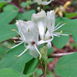 Portraitfoto Lonicera xylosteum