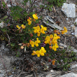 Habitusfoto Lotus alpinus