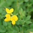 Habitusfoto Lotus corniculatus