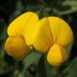 Blütenfoto Lotus corniculatus ssp. hirsutus
