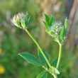 Foto von Besonderheit Lotus pedunculatus