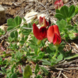 Habitusfoto Lotus tetragonolobus