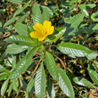 Portraitfoto Ludwigia grandiflora