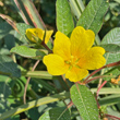 Bl&uuml;tenfoto Ludwigia grandiflora