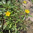 Habitusfoto Ludwigia grandiflora