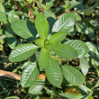 Bl&auml;tterfoto Ludwigia grandiflora