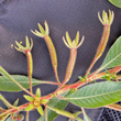 Fruchtfoto Ludwigia grandiflora