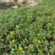 Foto von Besonderheit Ludwigia grandiflora