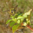 Portraitfoto Ludwigia palustris