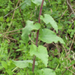 Stängel-/Stammfoto Lunaria annua