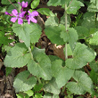 Blätterfoto Lunaria annua