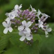 Blütenfoto Lunaria rediviva