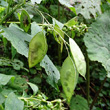 Fruchtfoto Lunaria rediviva