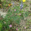 Habitusfoto Lupinus angustifolius