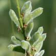 Fruchtfoto Lupinus polyphyllus