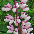 Blütenfoto Lupinus polyphyllus