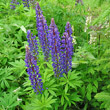 Habitusfoto Lupinus polyphyllus