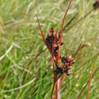 Foto von Besonderheit Luzula sudetica