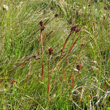 Habitusfoto Luzula sudetica