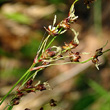 Portraitfoto Luzula sylvatica