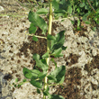 St&auml;ngel-/Stammfoto Lycium barbarum