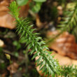 Portraitfoto Lycopodium annotinum