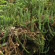 Foto von Besonderheit Lycopodium annotinum